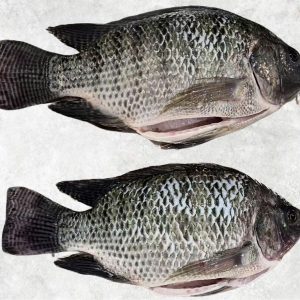BLACK TILAPIA 2PCS XL