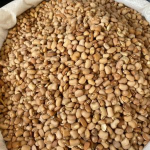 Brown Beans Drum