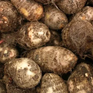 Fresh Cocoyam