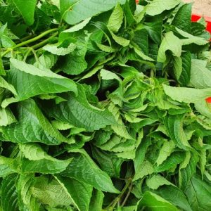 Scent (efirin) leaves