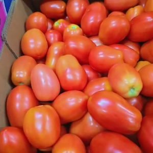 Tomatoes fresh
