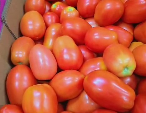 Tomatoes fresh