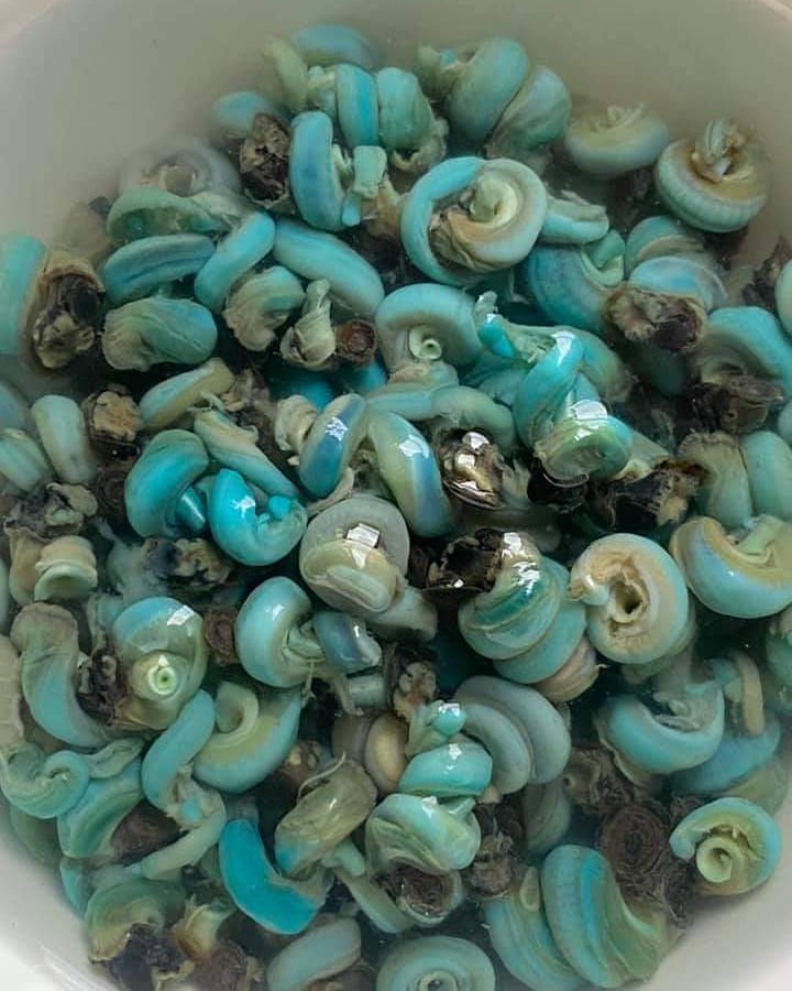 Periwinkle - 200 g