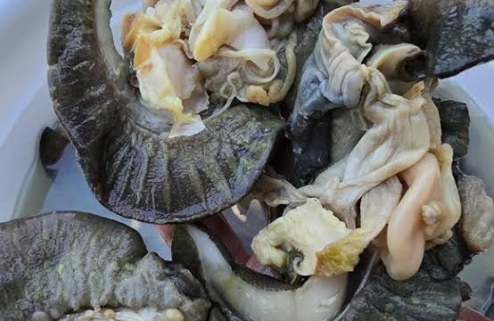 Snail jumbo