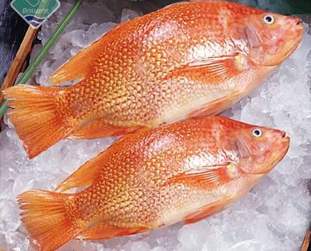 RED TILAPIA 2PCS - 1.2 kg