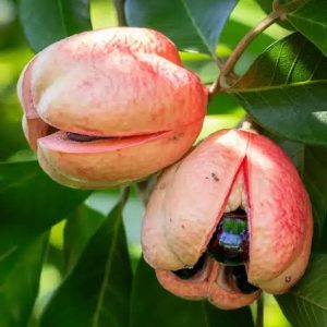 Jamaican Ackee