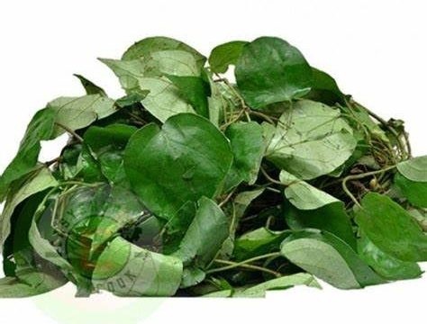 Uziza